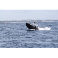 Humpback Whale_1