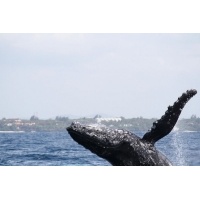 Humpback Whale in Mombasa