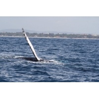 Humpback Whale_4
