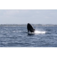 Humpback Whale_5